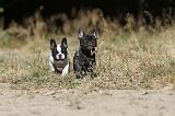 BOULEDOGUE FRANCAIS 176